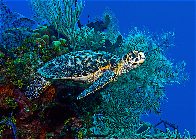 Hawksbill Turtle
